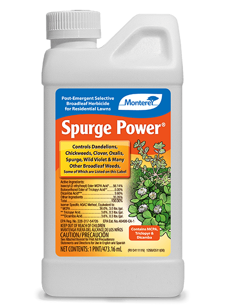 Monterey - Spurge Power - pt – Steve Regan Company