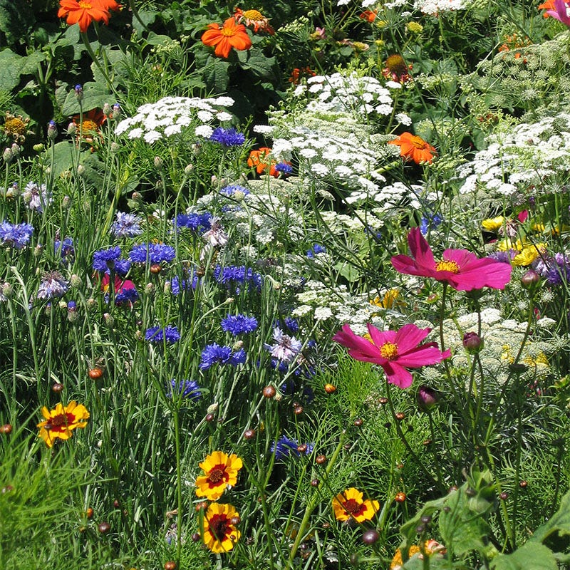 mountain flower seeds MOUNTAIN FLOWER MIX, WILD DRYLAND