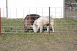 Hog Panel - 11 Line - 34"x16' - 4 ga - Galvanized