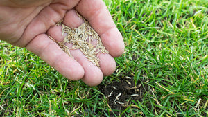 Planting Grass Seed