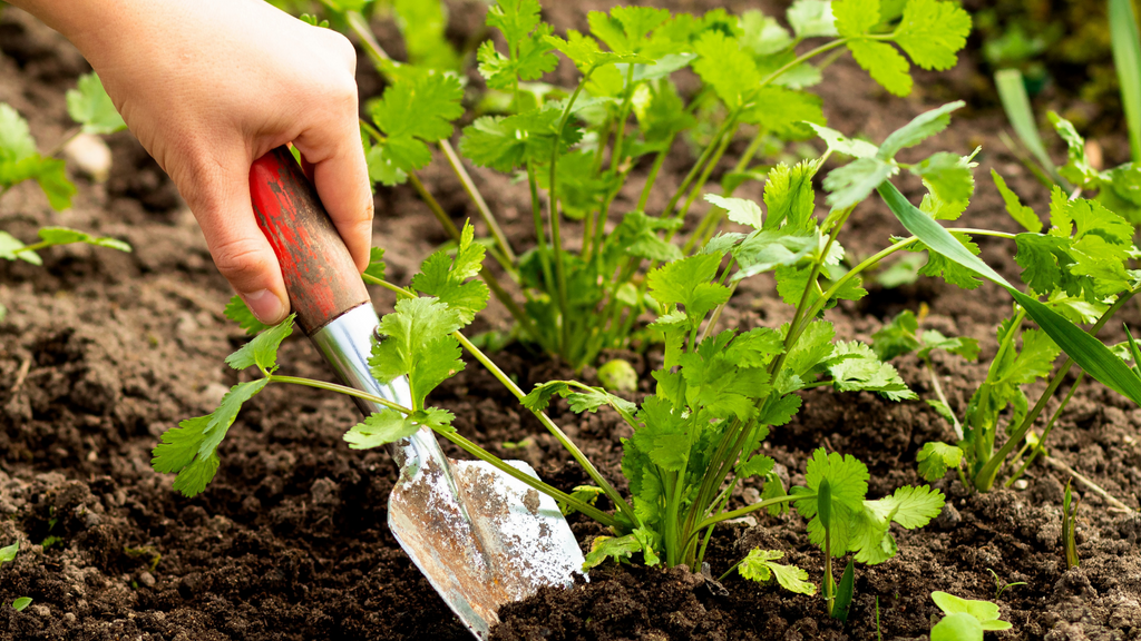 How to Use Soil Amendments-Pumice - Organic Gardening Blog