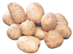 POTATO SEED, Kennebec  GOLD - 50 LB