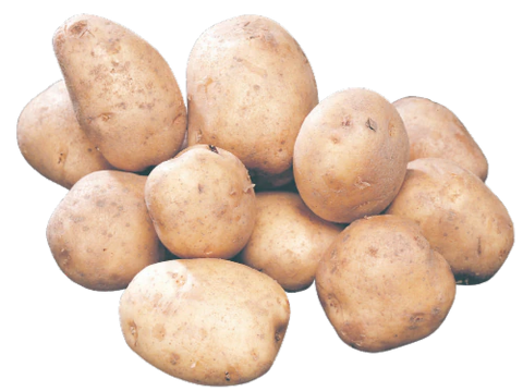 POTATO SEED, Kennebec  GOLD - 50 LB