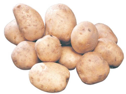 POTATO SEED, Kennebec GOLD - 50 LB – Steve Regan Company