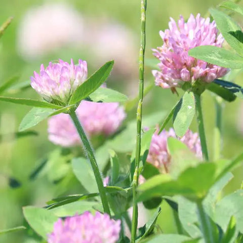 Crimson Red Clover Medium / Double Cut - lb