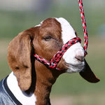 Sullivan - Soft Braid Sheep Halter Red Echo