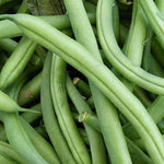 BEAN, BLUE LAKE BUSH - 1 LB