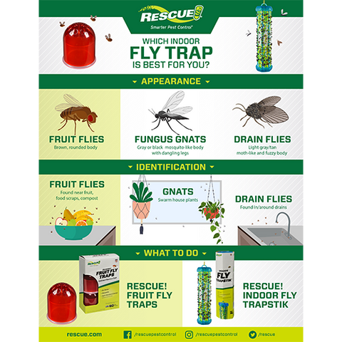 Rescue Fruit Fly Trap