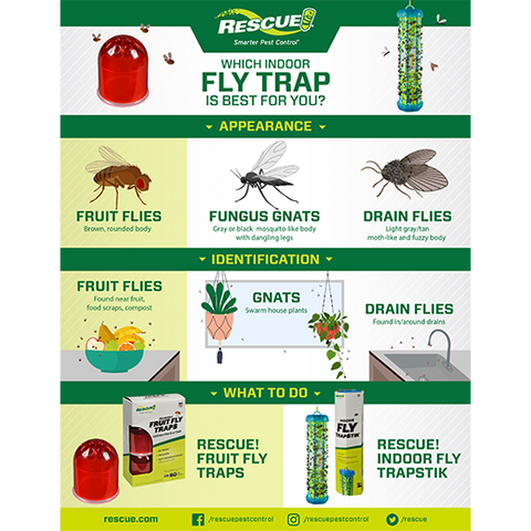 fly killer for indoor plants Rescue - Fruit Fly Trap
