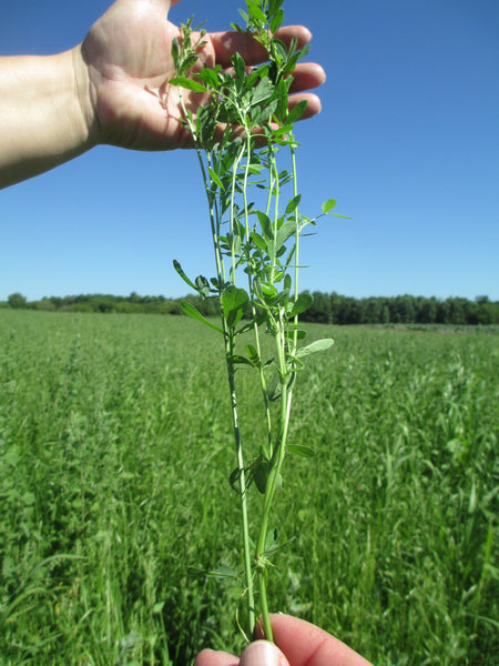 alfalfa 18oz Alfafa – Round Lake Farm