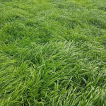 GULF ANNUAL RYEGRASS - LB