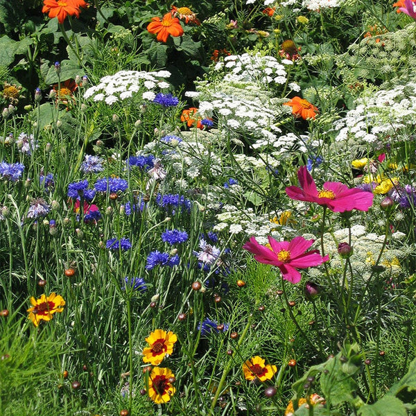 wildflower seed mix for colorado MOUNTAIN FLOWER MIX, WILD DRYLAND